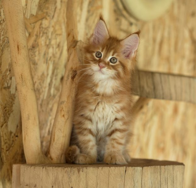 Cute Maine Coon kitten on the stump in the open-air cage