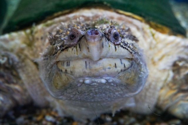 ワニガメ Alligator Snapping Turtle, Macrochelys temminckii