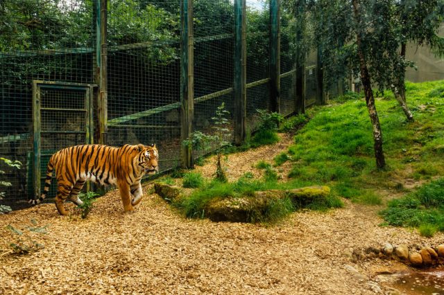 Beautiful large Amur Tiger, Panthera Tigris Altaica, walking in his habitat in Dublin zoo, Ireland.