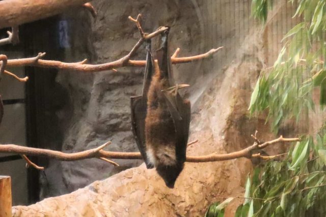 オオコウモリがペットに 別名フルーツコウモリの生態と飼育方法