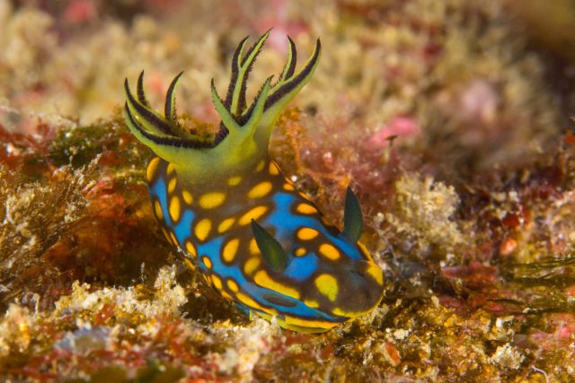 ウミウシは多くの種類がいる さらに可愛い 飼育出来る ネット動物園 生き物全般からペットまで