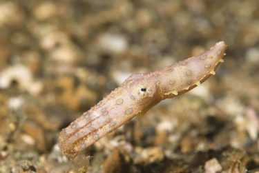 ウミウシは多くの種類がいる さらに可愛い 飼育出来る ネット動物園 生き物全般からペットまで