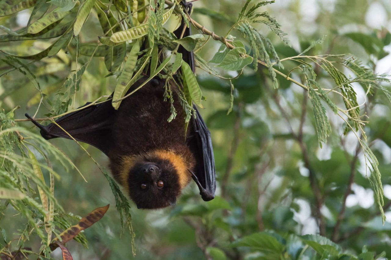 フルーツコウモリ Japaneseclass Jp